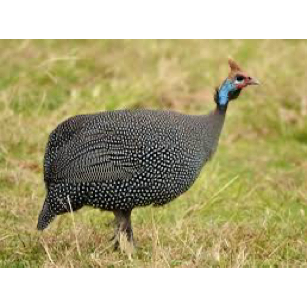 

TELUR FERTIL AYAM MUTIARA UNTUK DITETASKAN