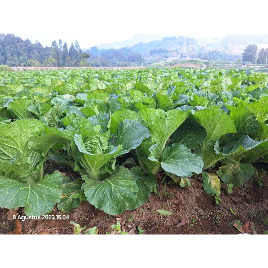 

sawi tahan tanpa bulu