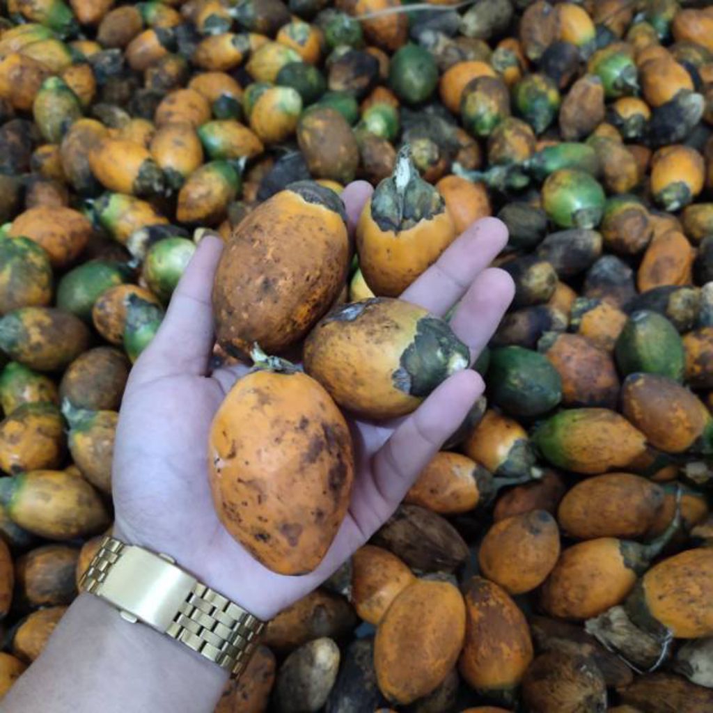 

buah pinang kuning/jambe kuning muda per 1kg