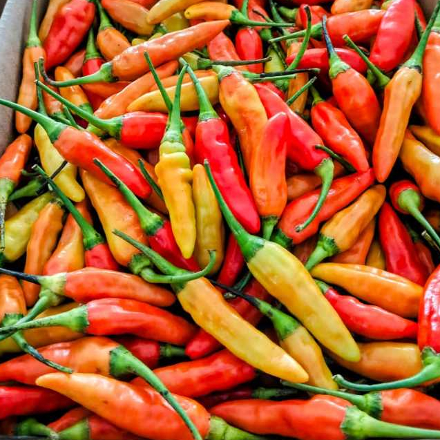 

Termurah Cabe Rawit fresh segar 1kg / cabe rawit merah 1kg fresh segar dijamin / lombok rawit merah fresh segar 1kg [ panen setiap hari langsung dari petani ]