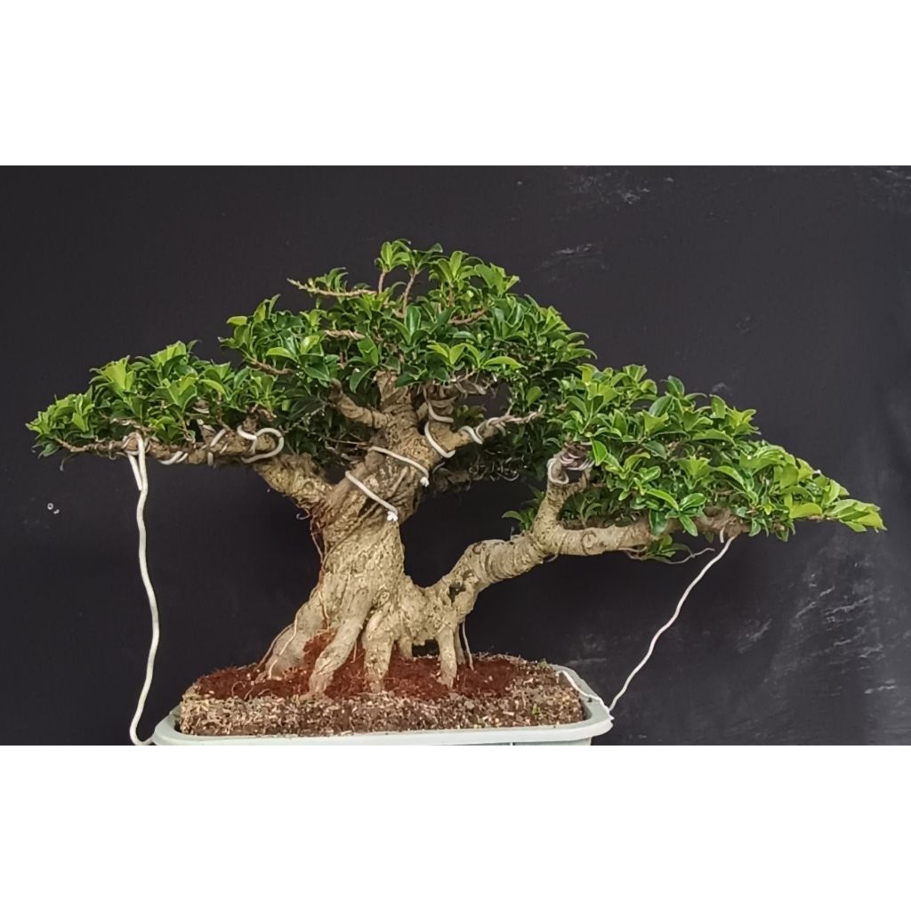 bonsai ficus elegan nego gan ya