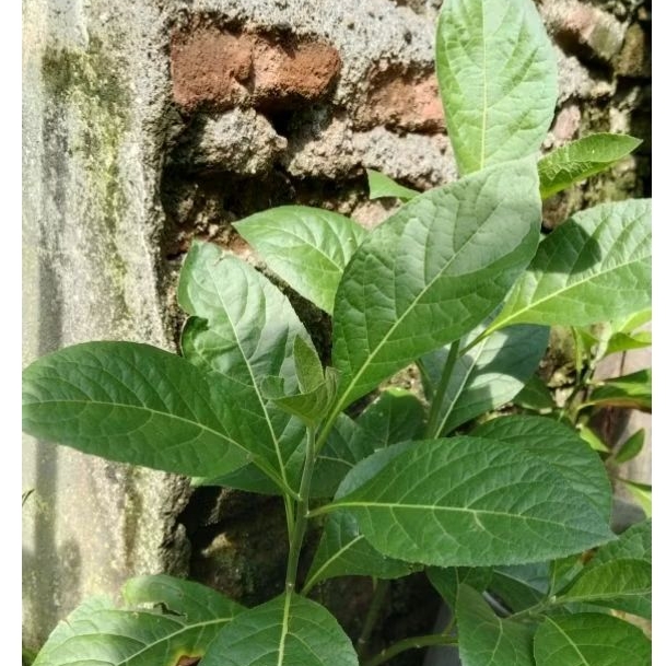 

daun afrika segar organik 100g