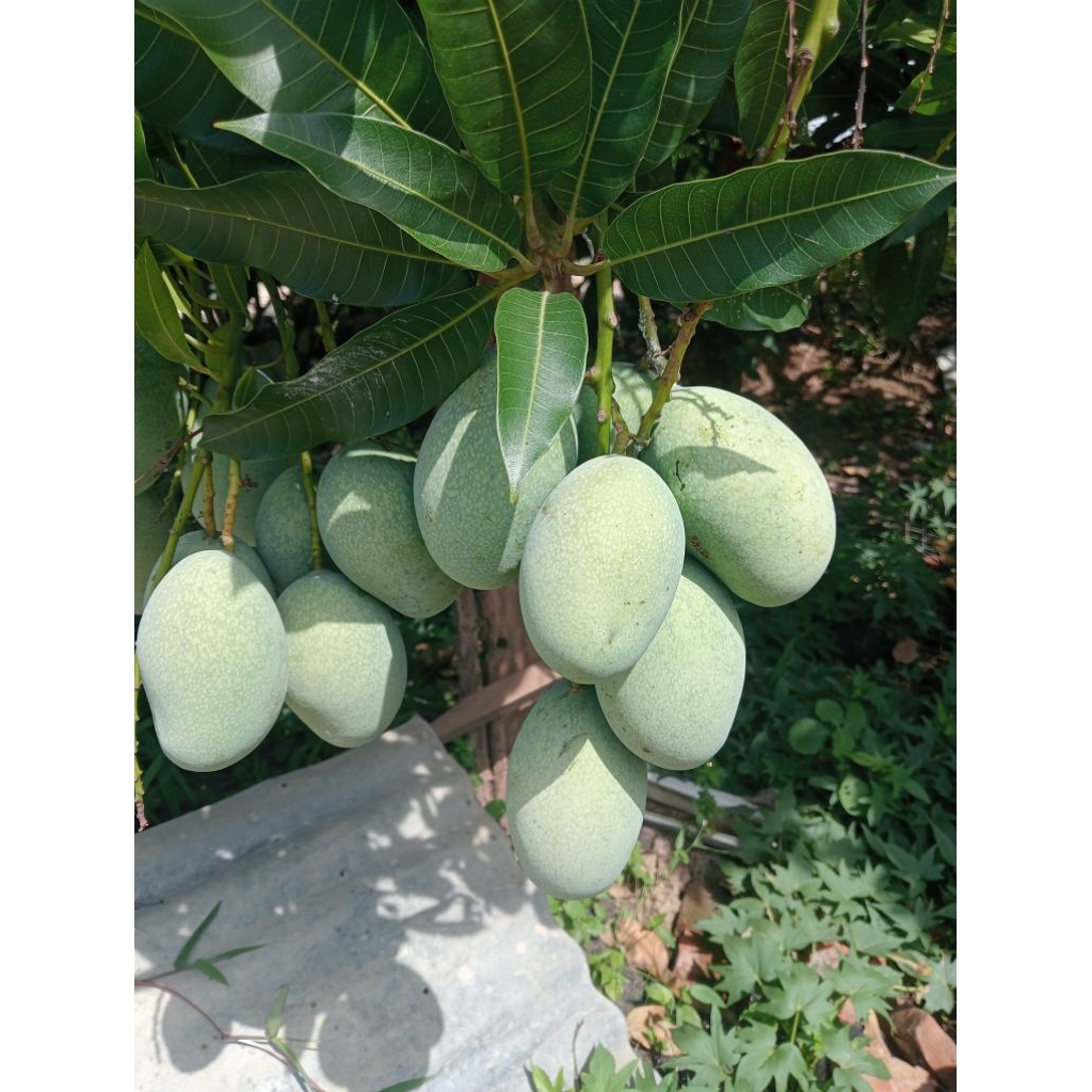 

1 kg mangga mana lagi fres dari pohon