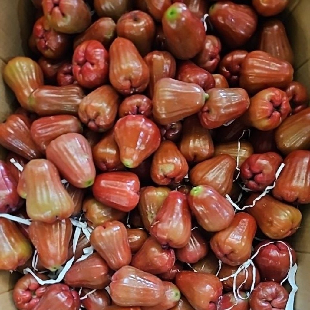 

Jambu Air Citra 900gr