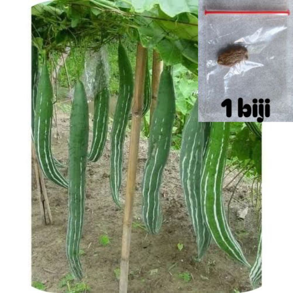 

ready biji pare belut berkualitas isi 1