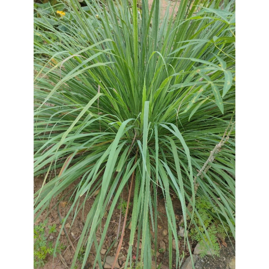 

Serai Segar / Sereh Bumbu Dapur Herbal Minuman Alami 100gr - 500gr