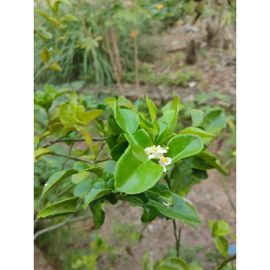 

Daun Jeruk Segar 100gr / 250gr / 500gr – Bahan Masakan Sambal & Bumbu Dapur