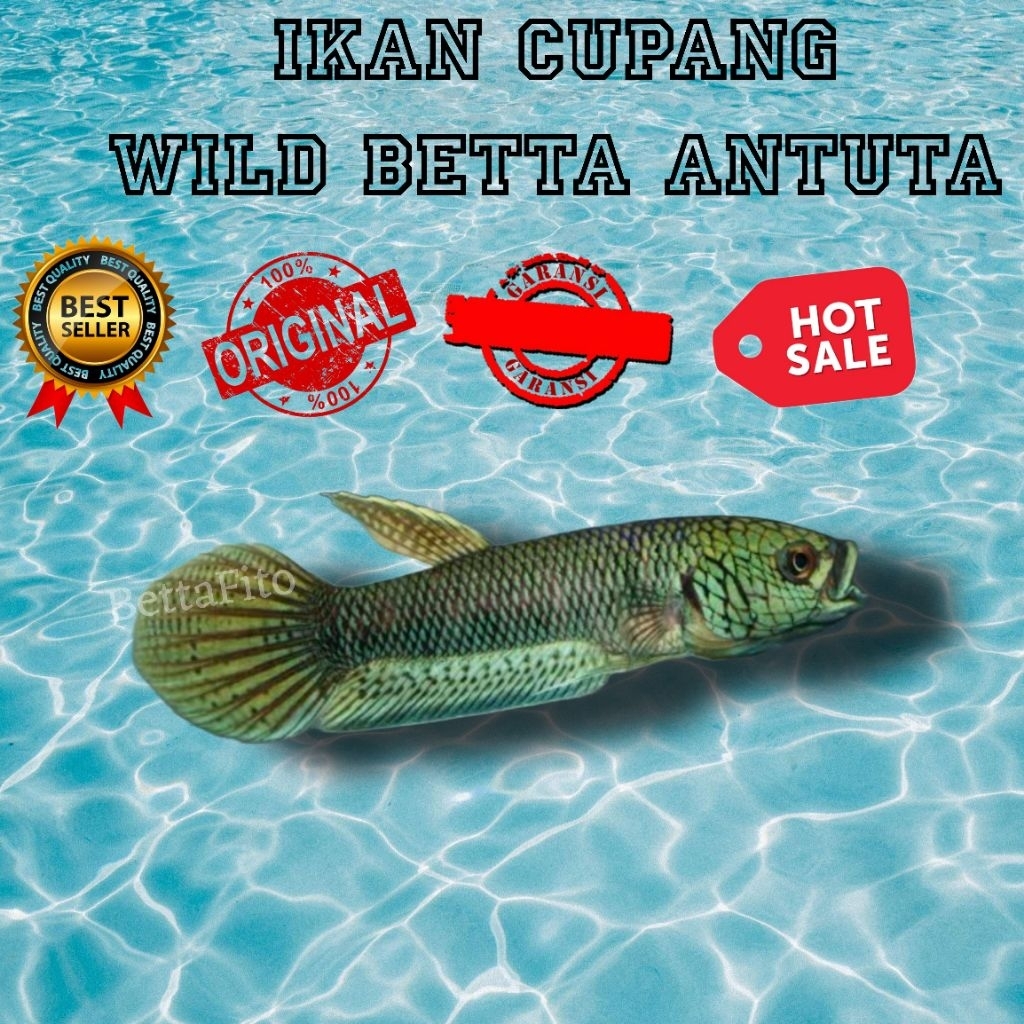 wild betta antuta