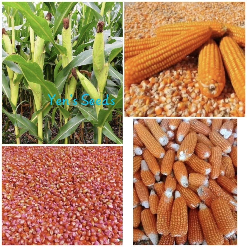 Benih Jagung Unyil/Jagung Kristal