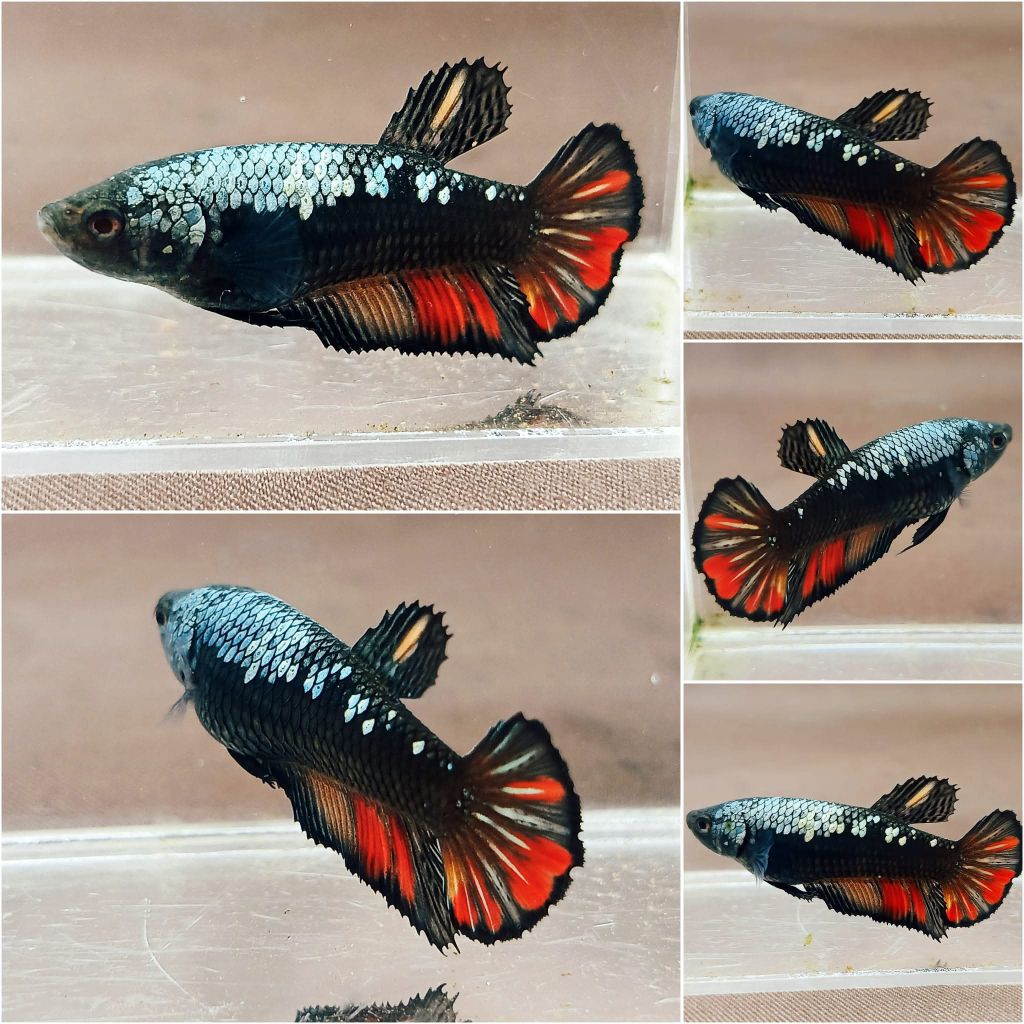 avatar copper nemo (bahan)