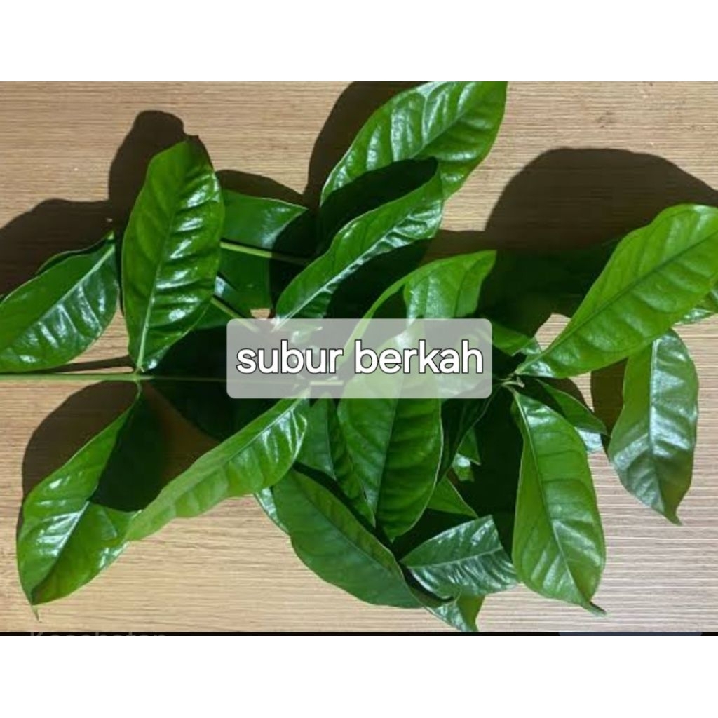 

Daun salam segar petik langsung 200 gram tanpa batang