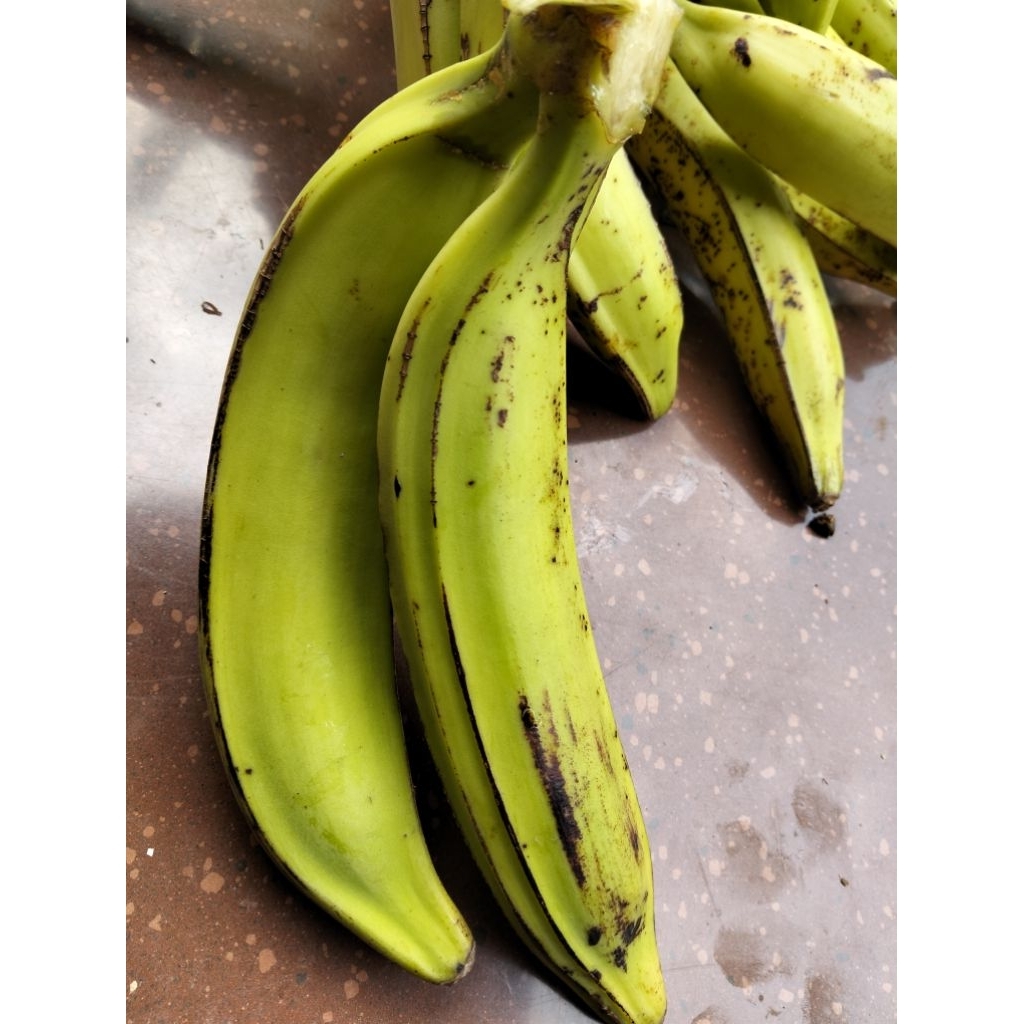 

pisang tanduk gunung Muria