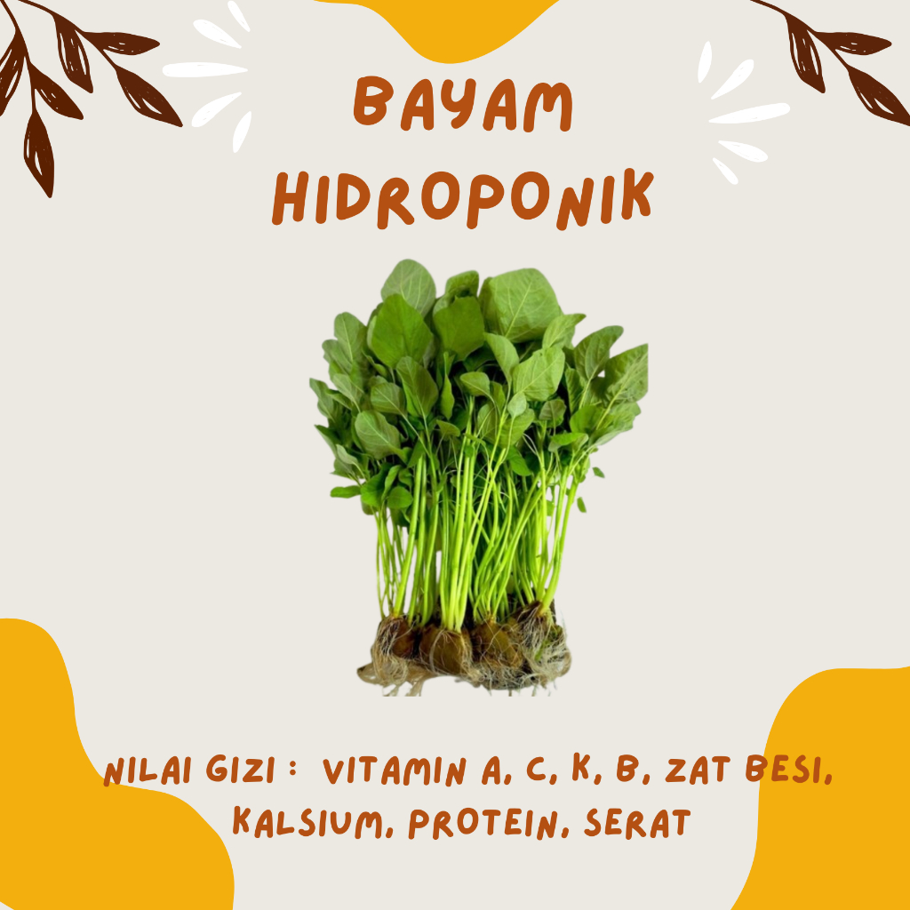 

BAYAM HIDROPONIK 225gr (BEBAS PESTISIDA)