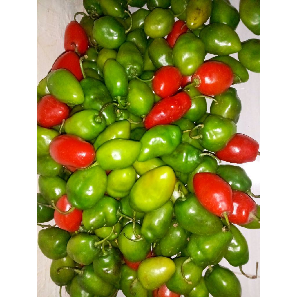 

CABE GENDOT! MURAH MERIAH!! EDISI TERBATAS! PEDAS SPICES!!