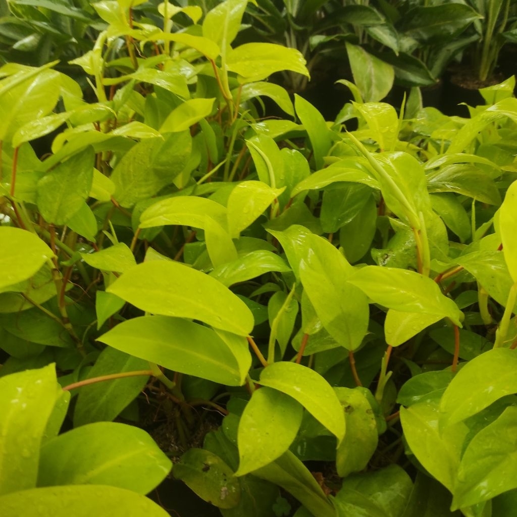 Tanaman Hias Sirih Gading Centong - Tanaman Hias Sirih Gading Centong