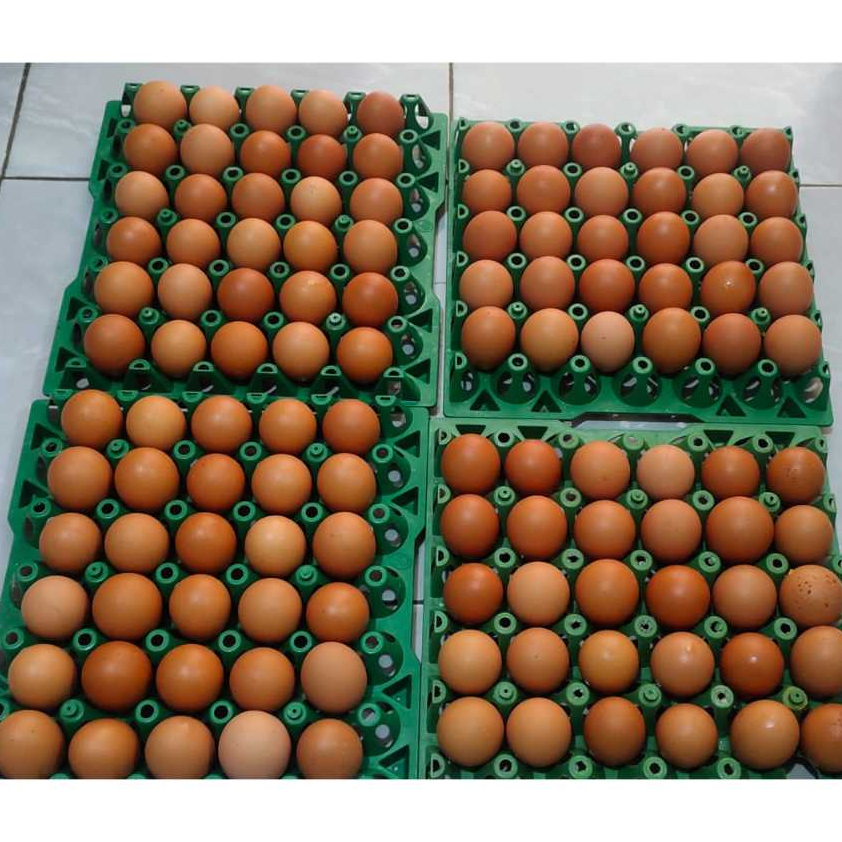 

Ready Stock Telur Ayam Omega 3 Kualitas Terbaik
