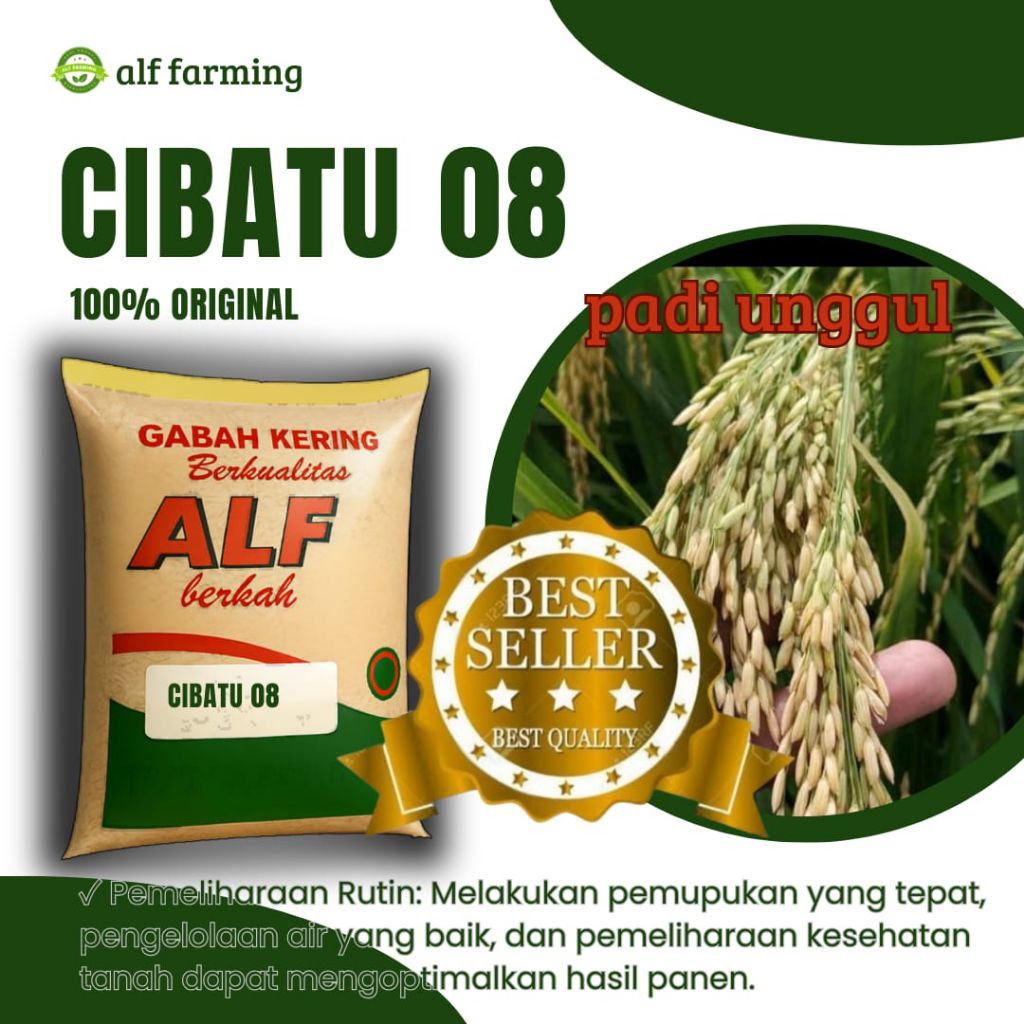 benih padi unggul bibit padi berkualitas cibatu08