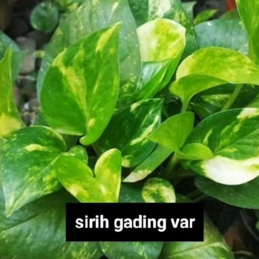 Tanaman Sirih Gading Varigata Kuning