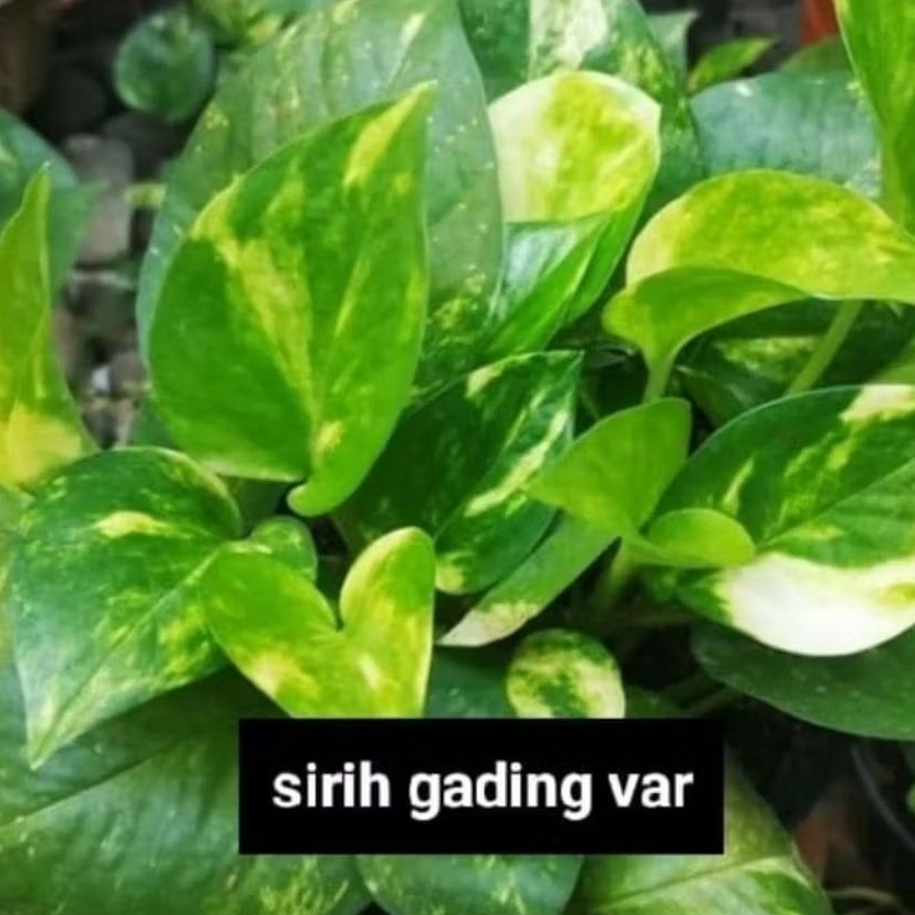 Tanaman Sirih Varigata Kuning Murah