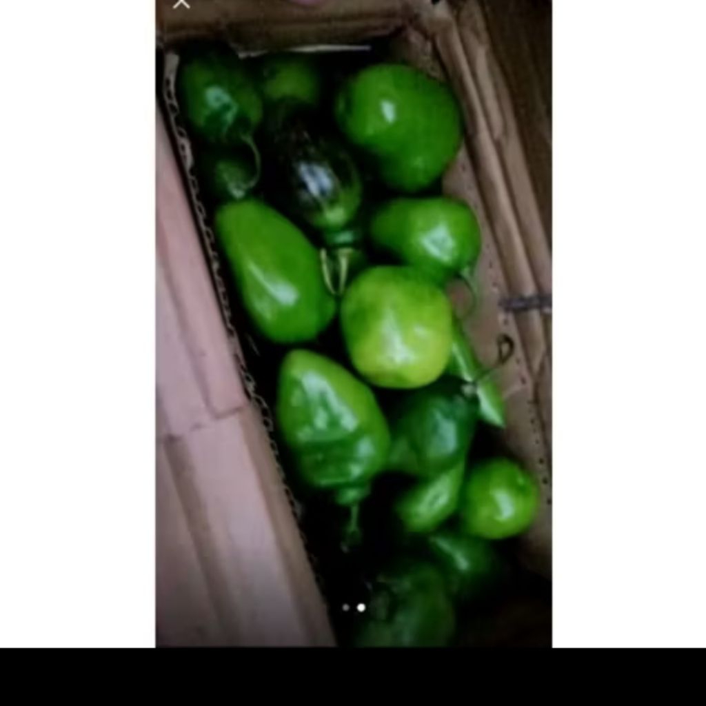 

JUAL CABE BENDOT FRES PEDASS VIRAL TEH SANTY 1KG