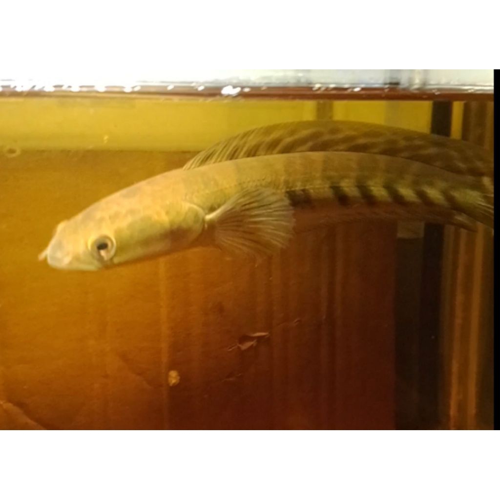 HIASAN AQUARIUM CHANNA YS SIZE 17 CM UP