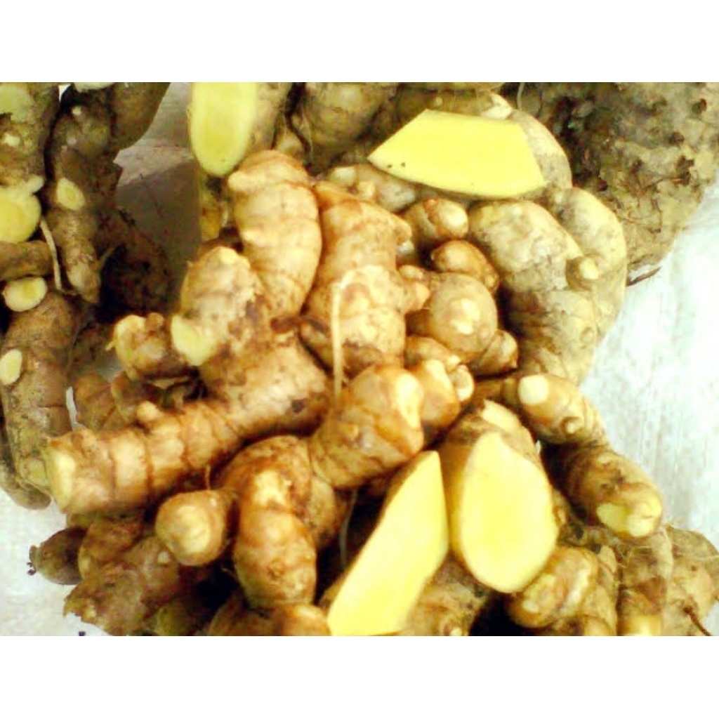 

temu manga atow kunyit manga 1 kg