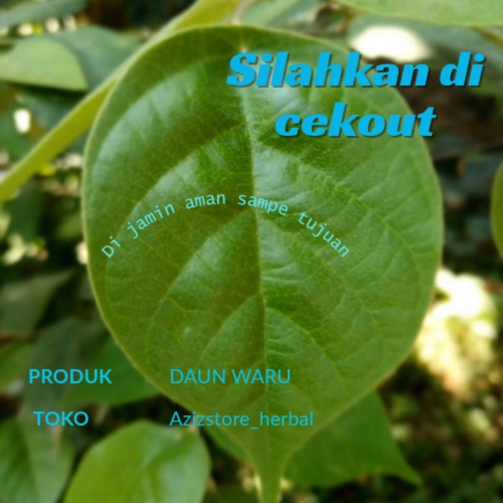 

daun waru bagus bagus petik langsung per 100 lembar