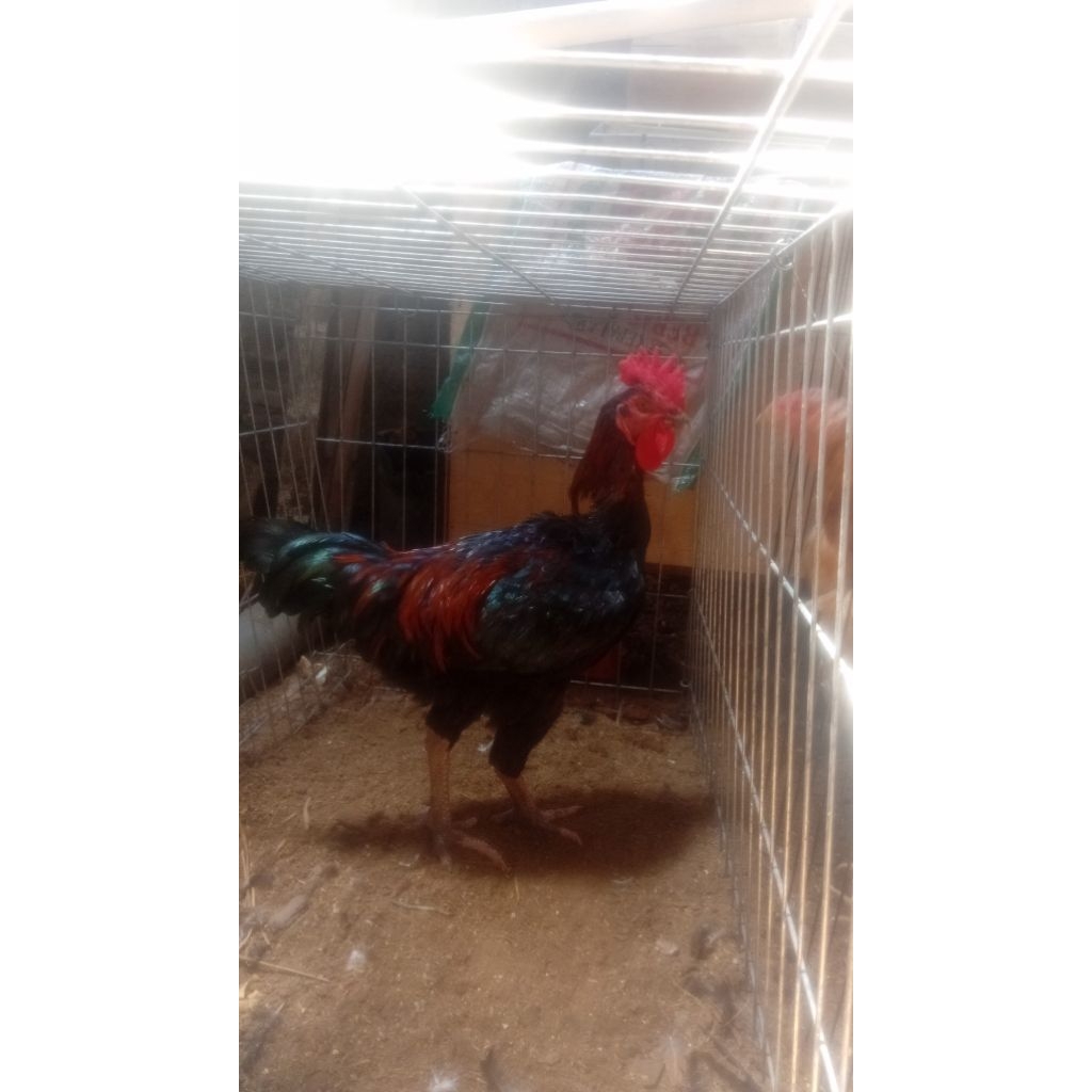 PACEK MUDA AYAM KAMPUNG PEDAGING