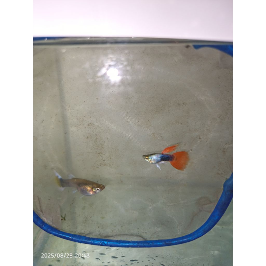 Guppy silverado Hb red