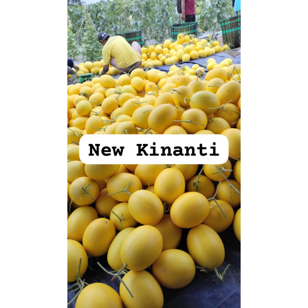 

bibit melon f1 kinanti