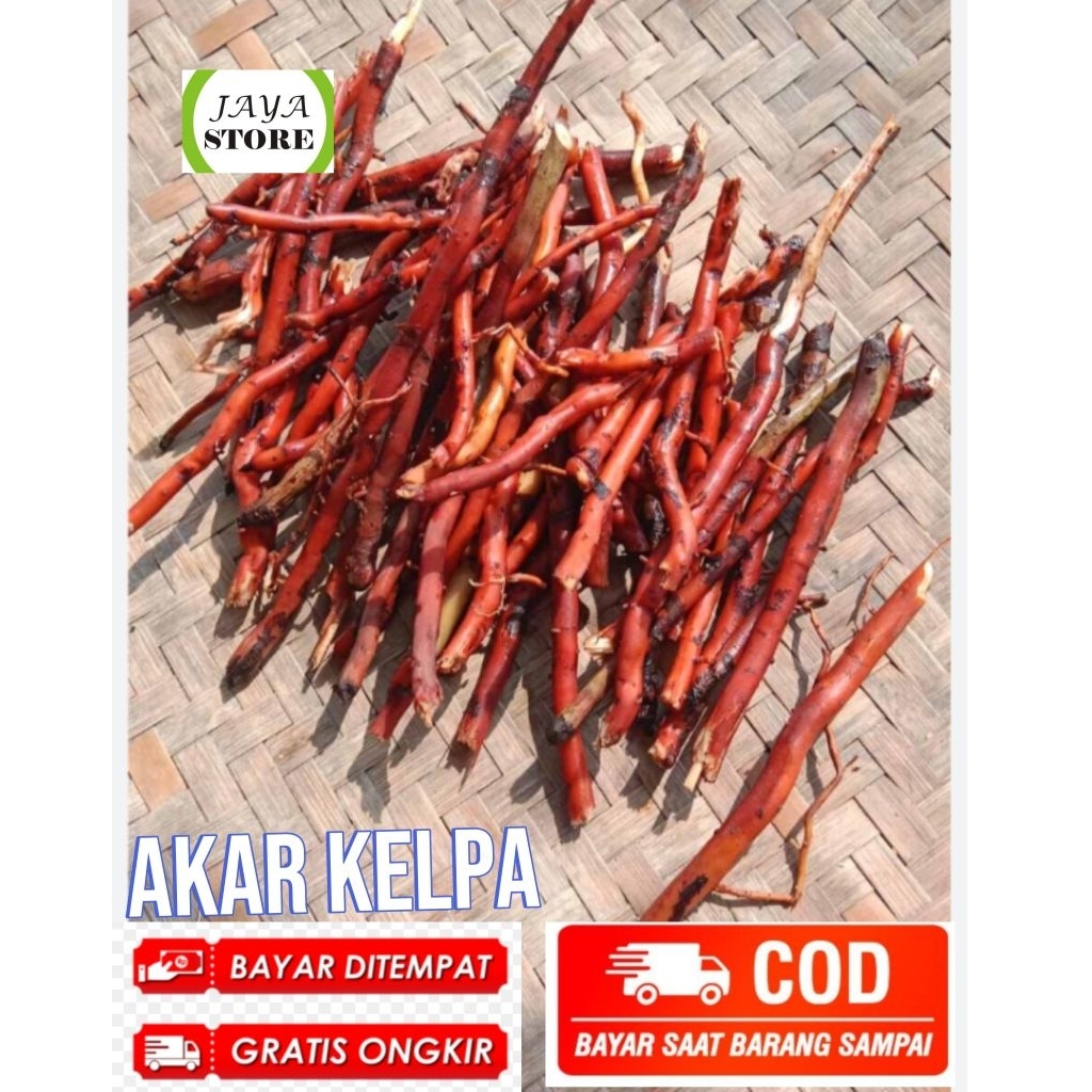 

akar kelapa segar fresh 500grm