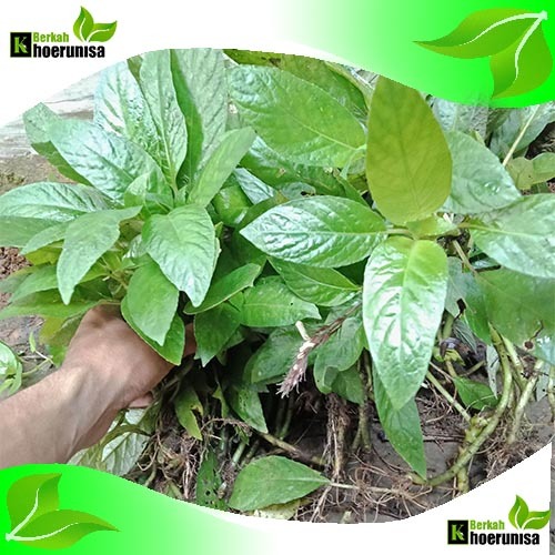 

Lalapan Mentah Segar Daun rendeu 250 gram