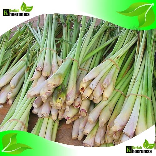 

Daun Sereh Serai plus Batang Sayuran Segar 500 gram