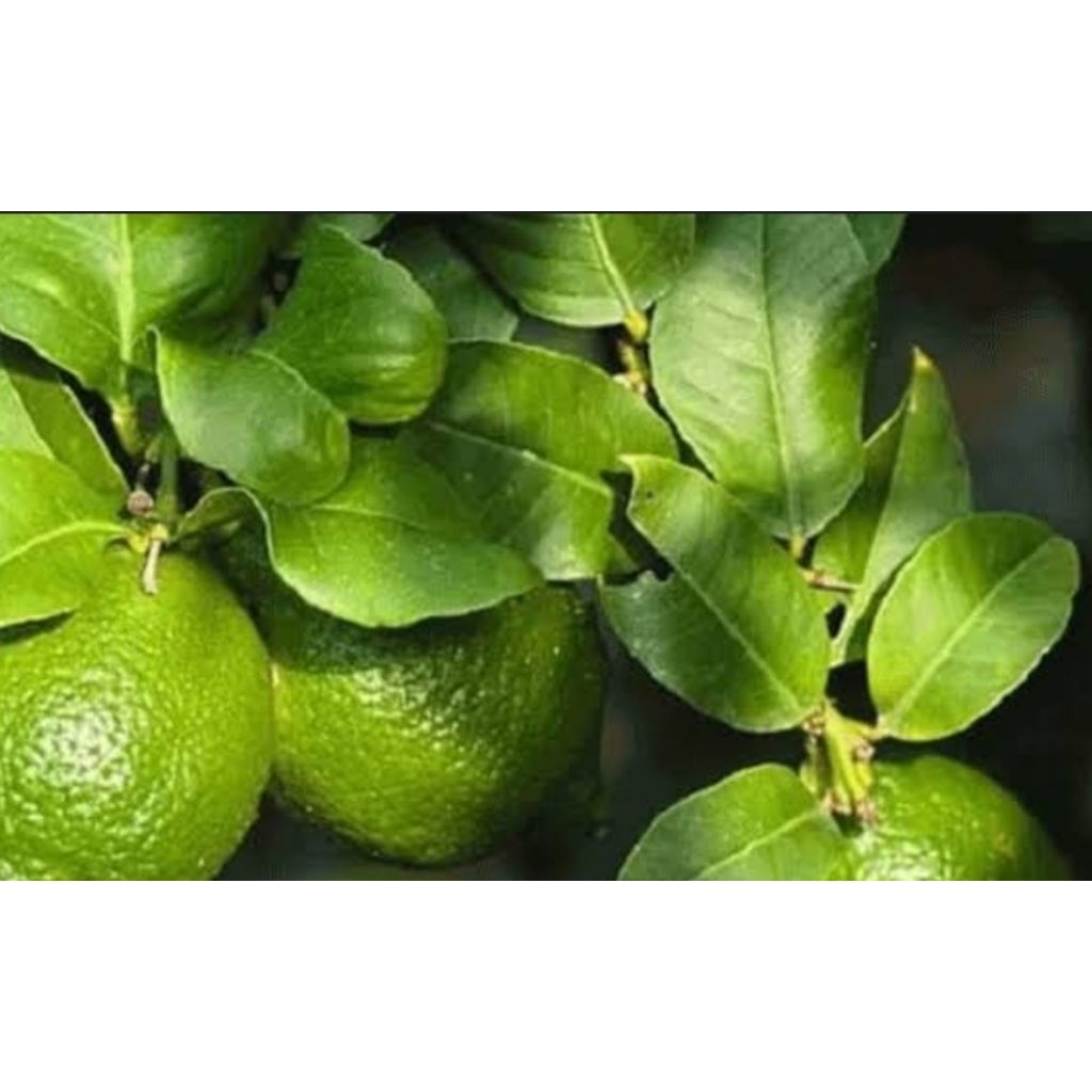 

Daun Jeruk Nipis Segar Organik 1 Kg