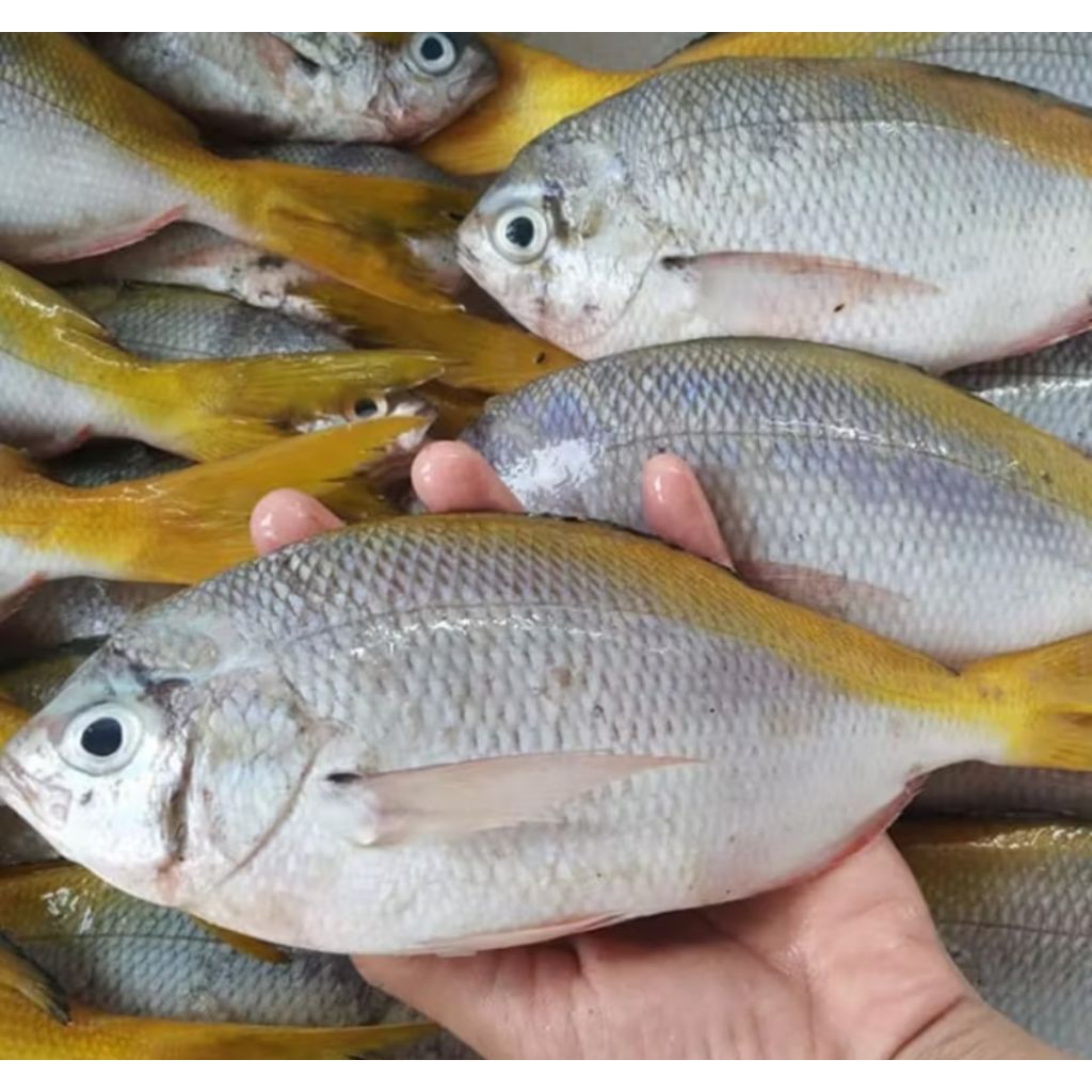 

IKAN EKOR KUNING LAUT SEGAR 1KG