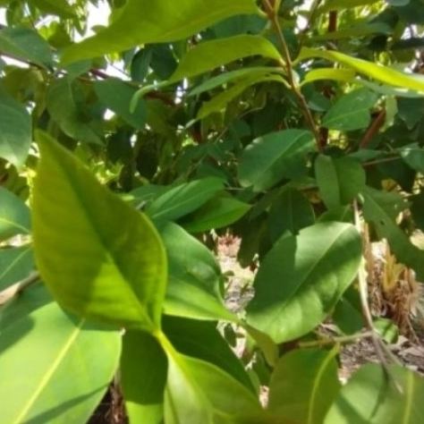 

Daun Salam Pilihan Untuk Kesehatan dan Masak