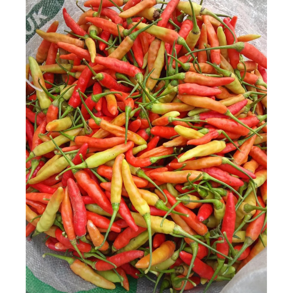 

[INSTANT ONLY] Cabe / Lombok Camelia