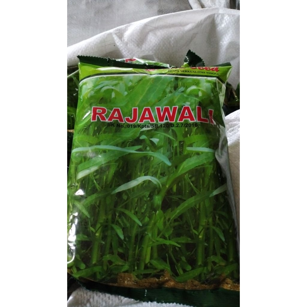 

kangkung daun lebar " Rajawali" 1 kg