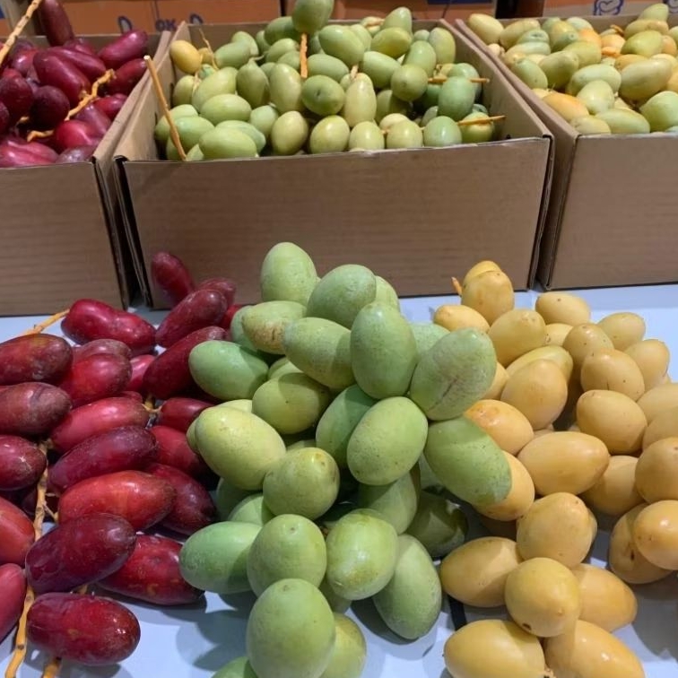 

Kurma-Muda-Barkhee | Premium – Fresh Sweet Dates | Pre Order | Promil & Vitalitas (100gr-500gr)