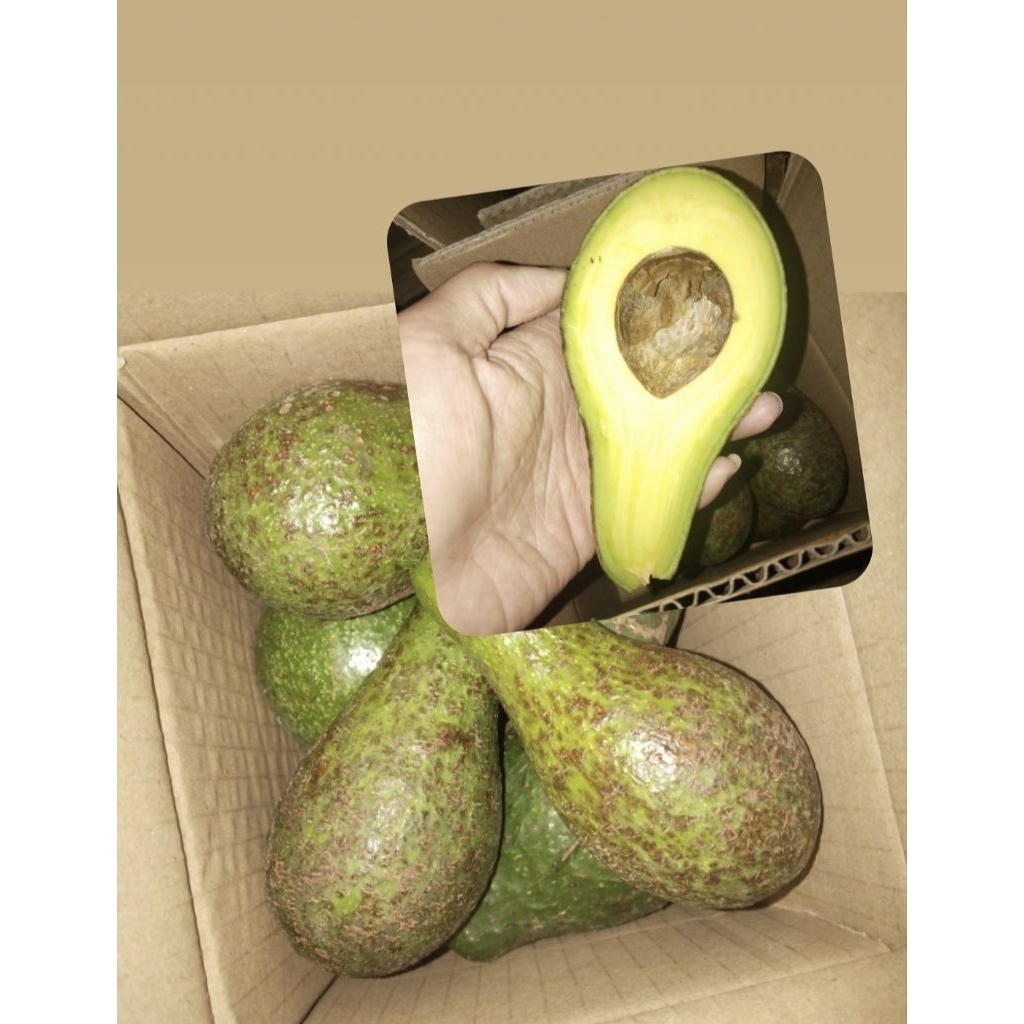 

AlpukatMentegaLokalBandungMiniGradakInferpectBerteksture1Kg(isi,,567)mentahManisMasihFreshAlpukatMurah