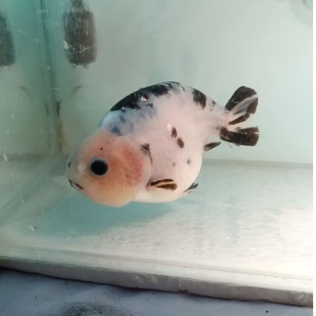 ranchu cow langka ga pasaran