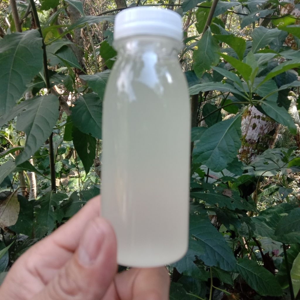 

minyak klentik/minyak tradisional non RBD 100ml