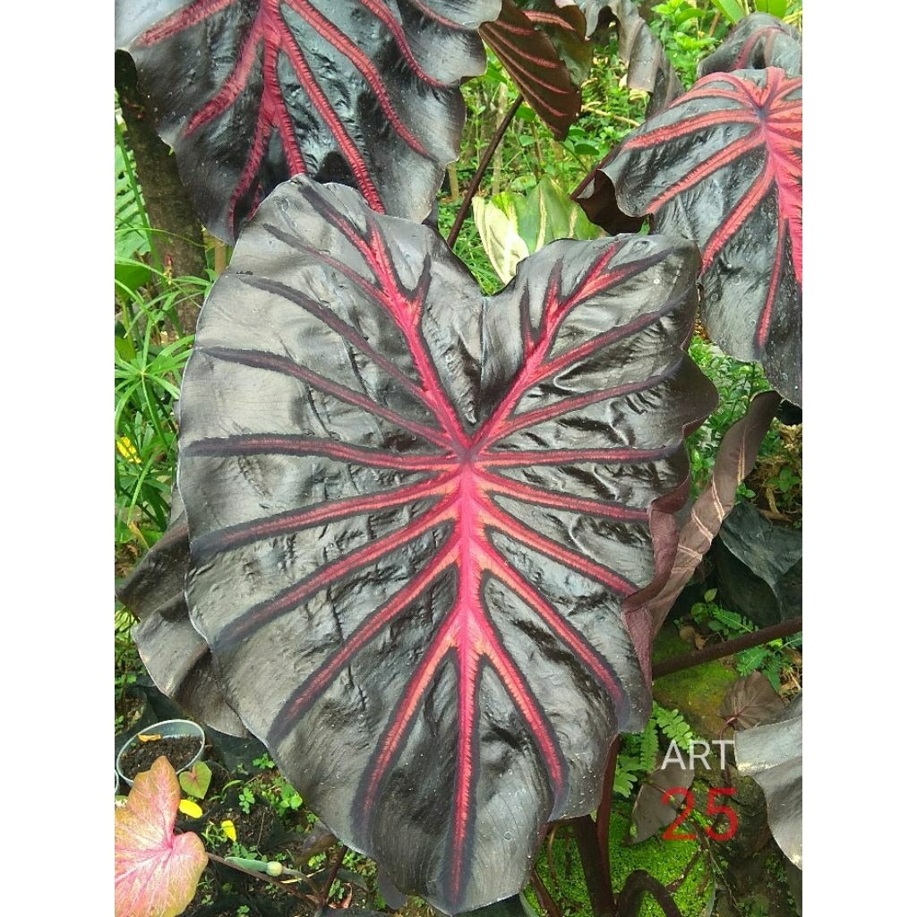 Colocasia 'The King' Kolokasia Hybrid