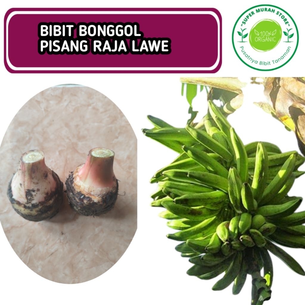 bibit bonggol pisang raja lawe