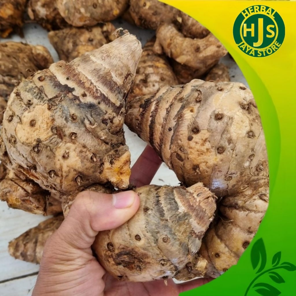 

Temulawak Segar 1kg - Rempah Tradisional Penambah Stamina