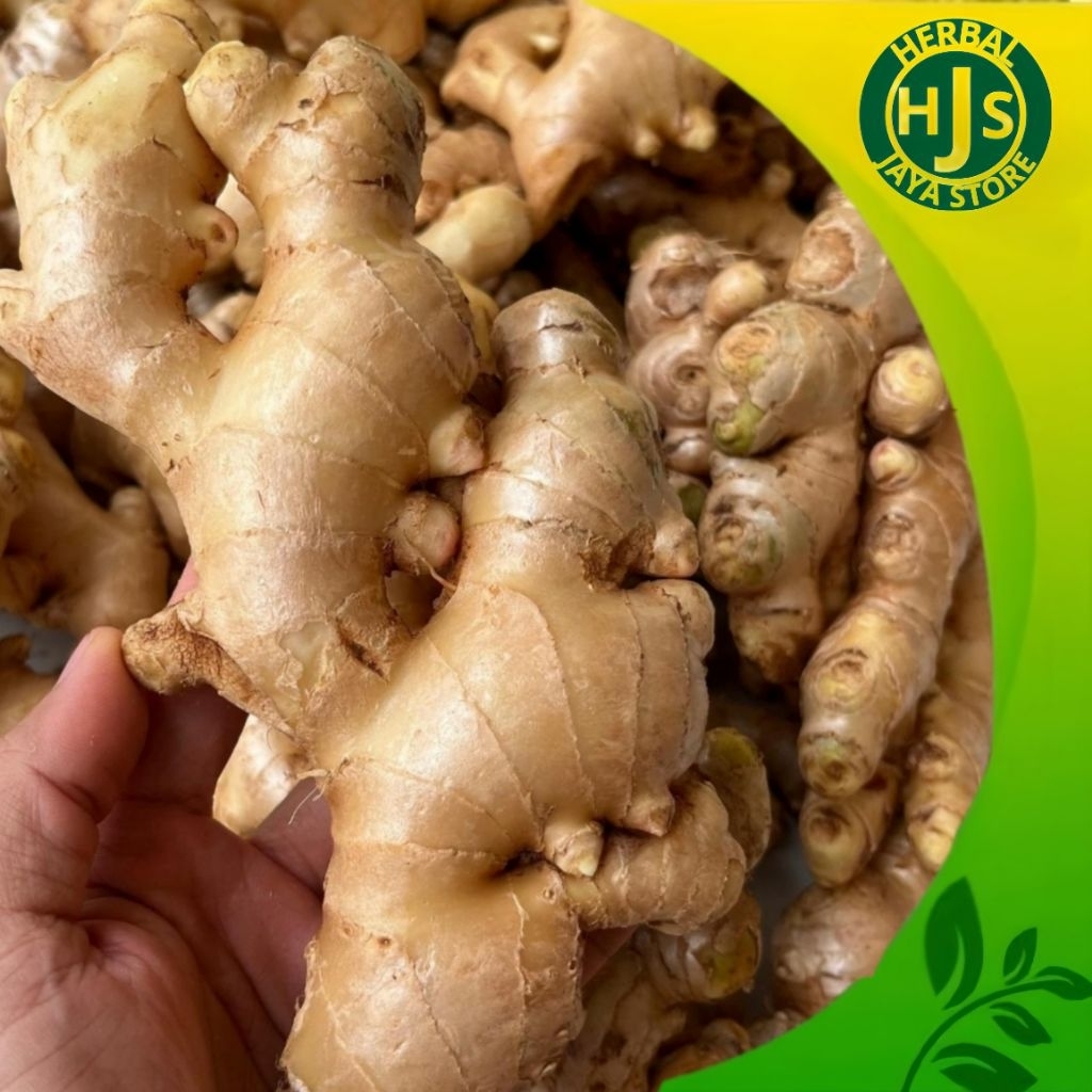 

Jahe Gajah Putih 1kg Super Fresh Rimpang Sudah Bersih Dicuci
