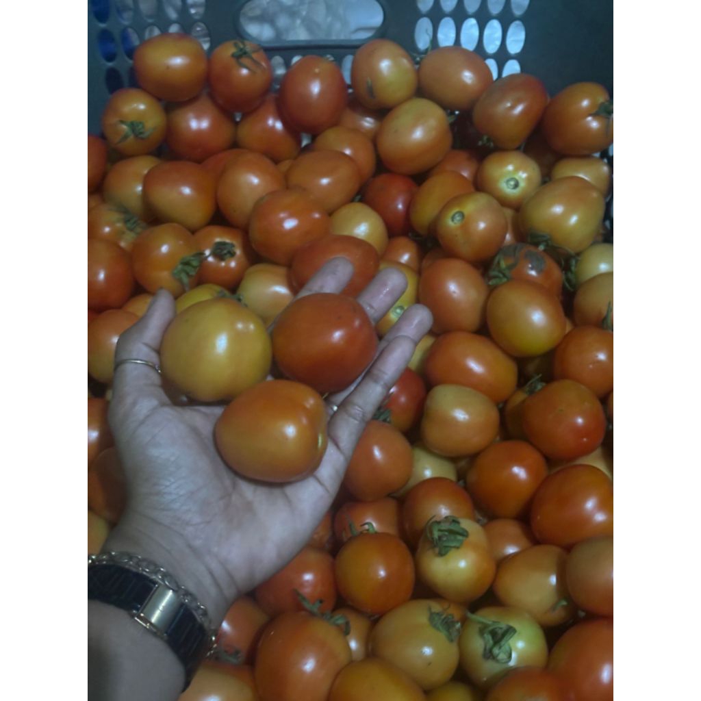 

tomat 1kg segar