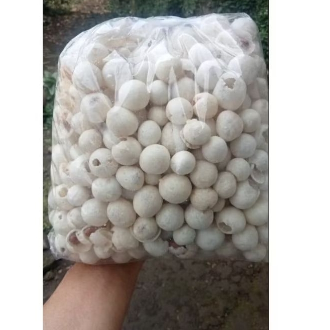 

Atom bledos kacang atom