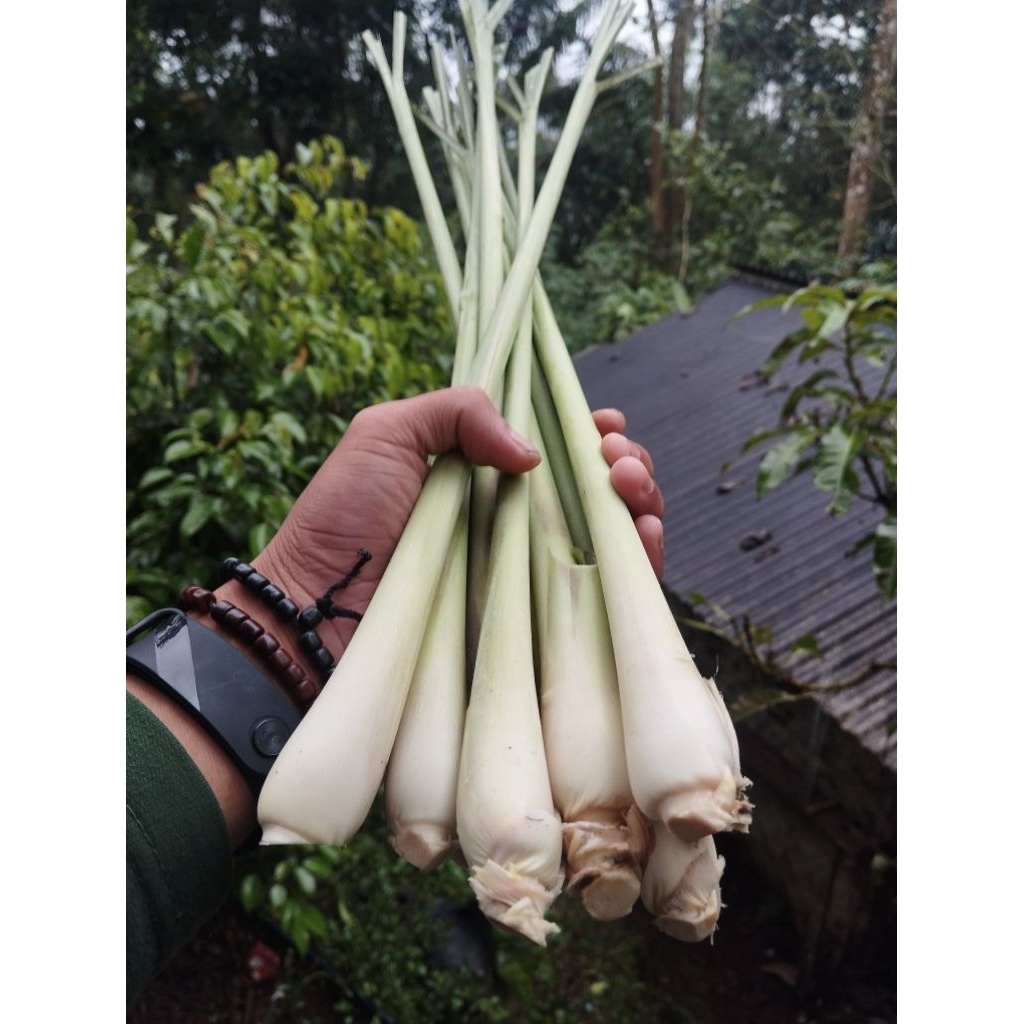 

promo Serai sereh jumbo fresh 1kg cocok buat bumbu masak