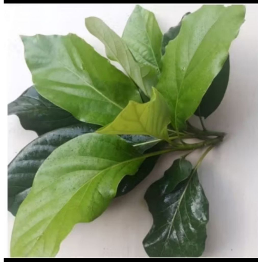 

DAUN ALPUKAT SEGAR 100LEMBAR MURAH, OBAT HERBAL, OBAT TRADISIONL, OBAT ALAMI DI PETIK LANGSUNG SAAT ORDERAN MASUK